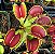 Sementes de Dionaea muscipula - Vênus Flytrap - Planta Carnívora - 10 sementes - Imagem 5