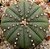 Sementes de Astrophytum asterias (10 sementes) - Imagem 3