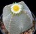 Sementes de Astrophytum myriostigma quadricostatum (10 sementes) - Imagem 1