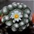10 Sementes de Blossfeldia liliputiana (O Menor Cactos do Mundo) - Imagem 3