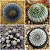 Sementes de Copiapoa Mix (10 sementes) - Imagem 2