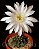 Sementes de Echinopsis subdenudata (10 sementes) - Imagem 2