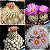 Sementes de Escobaria Mix 'Cactos Foxtail' (10 sementes) - Imagem 1