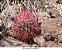 Sementes de Ferocactus acanthodes 'Cactos Barril de Fogo' (10 Sementes) - Imagem 2