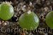 Lophophora Mix - Cactos - 10 sementes - Imagem 3