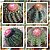 Sementes Melocactus Mix (10 sementes) - Imagem 1