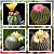 Sementes de Notocactus Mix (10 sementes) - Imagem 1