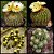 10 Sementes de Notocactus Mix (Cactos) - Imagem 2