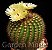 10 Sementes de Notocactus Mix (Cactos) - Imagem 5