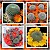 Sementes de Rebutia Mix (10 sementes) - Imagem 1