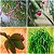 Sementes de Rhipsalis Mix (10 sementes) - Imagem 2