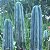 Trichocereus bridgesii - 10 sementes - Imagem 1