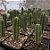 Sementes de Trichocereus pachanoi 'Cactos São Pedro' (10 sementes) - Imagem 5
