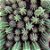 Sementes de Trichocereus pachanoi 'Cactos São Pedro' (10 sementes) - Imagem 3