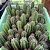 Sementes de Trichocereus pachanoi 'Cactos São Pedro' (10 sementes) - Imagem 4