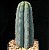 Sementes de Trichocereus pachanoi 'Cactos São Pedro' (10 sementes) - Imagem 1