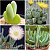 Sementes de Cheiridopsis Mix (10 sementes) - Imagem 2