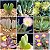 Sementes de Cheiridopsis Mix (10 sementes) - Imagem 1