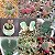 Sementes de Cheiridopsis Mix (10 sementes) - Imagem 3