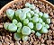 Sementes de Frithia pulchra 'Baby Toes' (10 sementes) - Imagem 5