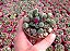 Sementes de Frithia pulchra 'Baby Toes' (10 sementes) - Imagem 3