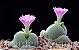 Sementes de Gibbaeum Mix (10 sementes) - Imagem 3