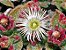 Mesembryanthemum crystallinum (Flor de Gelo) - Mesembs - 10 sementes - Imagem 4