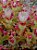 Sementes de Mesembryanthemum crystallinum 'Flor de Gelo' (10 sementes) - Imagem 2