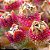 Sementes de Mesembryanthemum crystallinum 'Flor de Gelo' (10 sementes) - Imagem 1