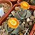 Pleiospilos Mix (Mesembs) 10 sementes - Imagem 2