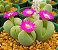 Sementes de Gibbaeum heathii (10 sementes) - Imagem 1