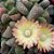 Sementes de Titanopsis primosii (10 sementes) - Imagem 3