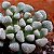 Sementes de Titanopsis primosii (10 sementes) - Imagem 2