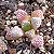 Sementes de Titanopsis primosii (10 sementes) - Imagem 1