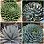 Sementes de Agave Mix (10 sementes) - Imagem 1