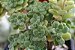 20 Sementes de Aichryison bethencourtianum (Suculenta) - Imagem 2