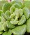Aichryison bethencourtianum - Suculenta - 20 sementes - Imagem 3