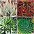 Aloe Mix - Suculenta - 10 sementes - Imagem 1