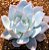 Sementes de Echeveria cante (10 sementes) - Imagem 1