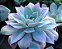 Sementes de Echeveria cante (10 sementes) - Imagem 2