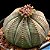 Sementes de Euphorbia obesa 'Planta Baseball' (5 sementes) - Imagem 1