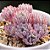 Graptopetalum pachyphyllum - Suculenta - 10 sementes - Imagem 1