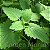 Sementes de Catnip - A Erva dos Gatos (Nepeta cataria) - 100 sementes - Imagem 2
