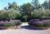 50 Sementes de Lavanda Inglesa Verdadeira (Lavandula angustifolia) - Imagem 3