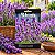 Sementes de Lavanda (Lavandula angustifolia) - Imagem 1