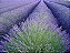 Sementes de Lavanda Inglesa Verdadeira (Lavandula angustifolia) - Imagem 5