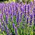 Sementes de Lavanda Inglesa Verdadeira (Lavandula angustifolia) - Imagem 1