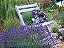 Sementes de Lavanda Inglesa Verdadeira (Lavandula angustifolia) - Imagem 7