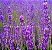 Sementes de Lavanda Inglesa Verdadeira (Lavandula angustifolia) - Imagem 2