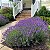 Sementes de Lavanda Inglesa Verdadeira (Lavandula angustifolia) - Imagem 3